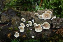 foto Oldřich Jindřich foto Oldřich Jindřich