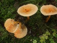 Hygrophoropsis aurantiaca