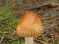 Amanita fulva