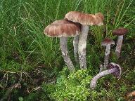 Cortinarius evernius 