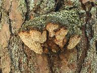 Phellinus pini