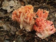 Ramaria subbotrytis 