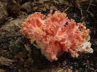 Ramaria subbotrytis