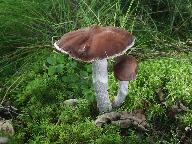 Cortinarius evernius