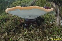 foto O.Jindřich