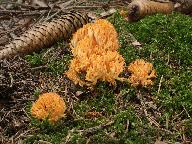 Ramaria largentii 