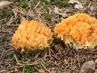 Ramaria largentii