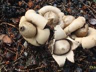 Geastrum fimbriatum