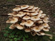 Armillaria borealis 