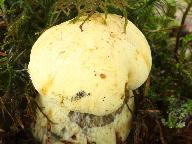 Sutorius junquilleus