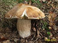 Boletus reticulatus 