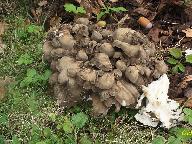 Grifola frondosa 