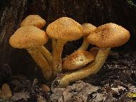 Gymnopilus spectabilis