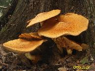 Gymnopilus spectabilis 