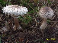 Leucoagaricus nympharum 