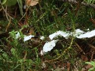 Muscinupta laevis