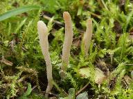 Clavaria falcata