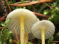 Mycena epipterygia 