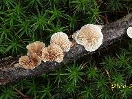 Crepidotus variabilis
