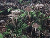 Inocybe napipes 