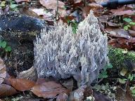 Clavulina cinerea