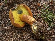 Buchwaldoboletus lignicola 