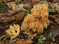 Ramaria aurea 