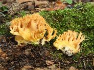 Ramaria aurea 