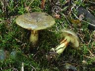 Cortinarius atrovirens 