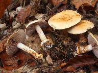 Cortinarius calochrous