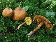 Cortinarius chrysolitus 