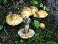 Cortinarius multiformis 