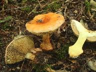 Cortinarius odorifer