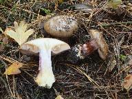 Cortinarius pseudoglaucopus 