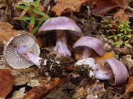 Cortinarius sodagnitus 