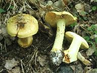 Cortinarius splendens