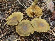 Cortinarius venetus