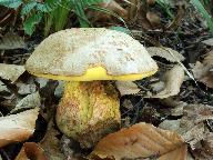 Butyriboletus fechtneri 