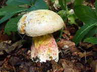 Butyriboletus fechtneri 