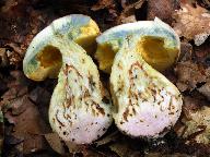 Butyriboletus fechtneri 