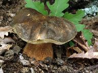 Boletus aereus 