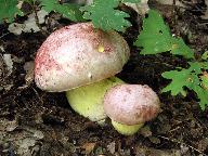 Butyriboletus regius 