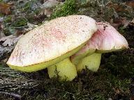 Butyriboletus regius 