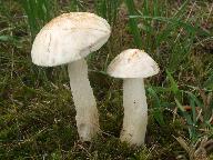 Leccinum holopus