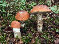 Leccinum vulpinum