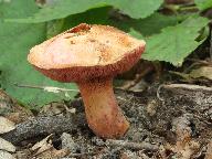 Rubinoboletus rubinus 