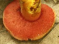 Rubinoboletus rubinus 