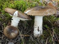 Hygrophorus latitabundus