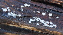 bílé plodnice rodu Propolis, šedé plodničky jsou z rodu Mollisia