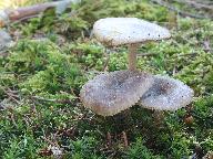 Clitocybe pruinosa 